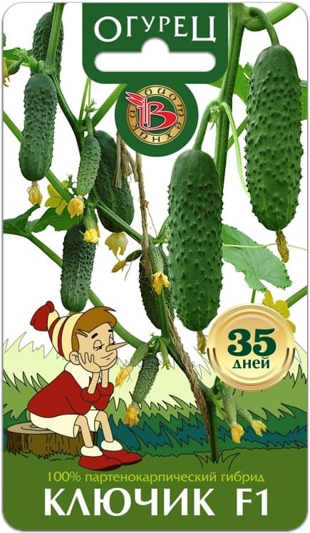 Фото – Огурец Ключик F1