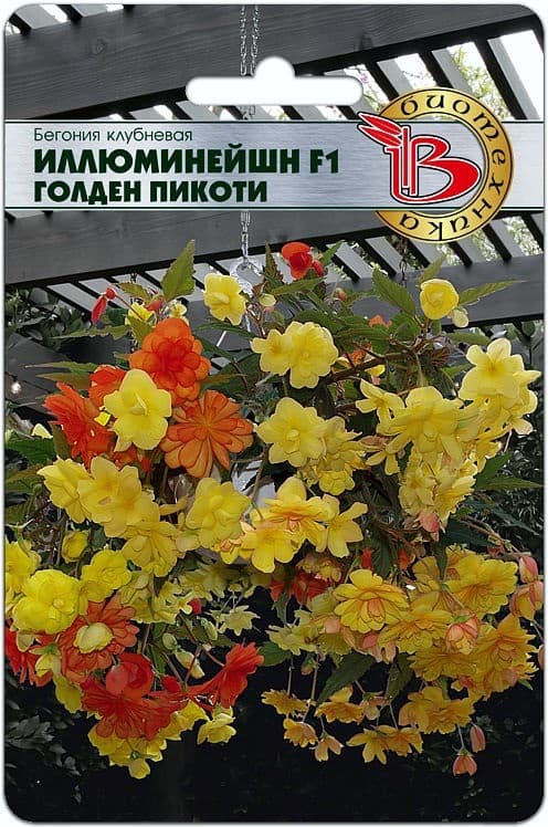 Фото – Бегония ампельная Иллюминейшн F1 Голден Пикоти