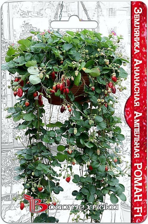 Фото – Земляника ананасная ампельная Роман F1