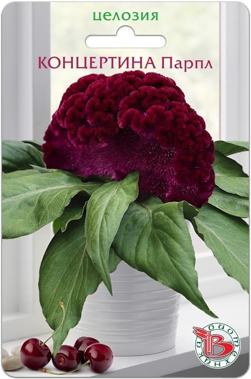 Фото – Целозия горшечная Концертина Парпл