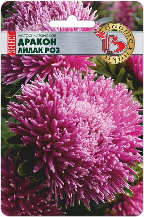 Фото – Астра китайская Дракон селект Лилак Роуз