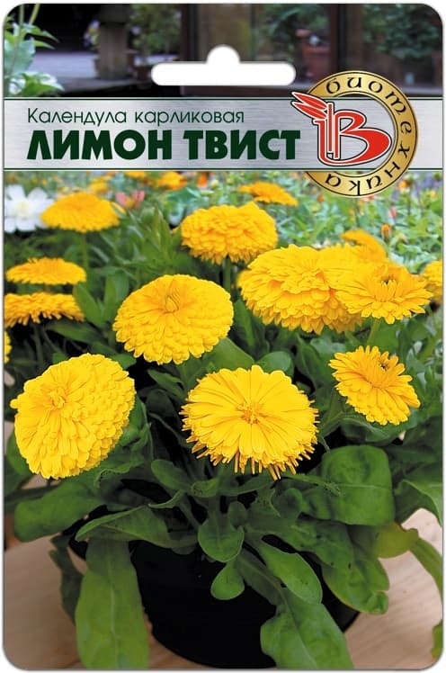 Фото – Календула карликовая Лимон Твист