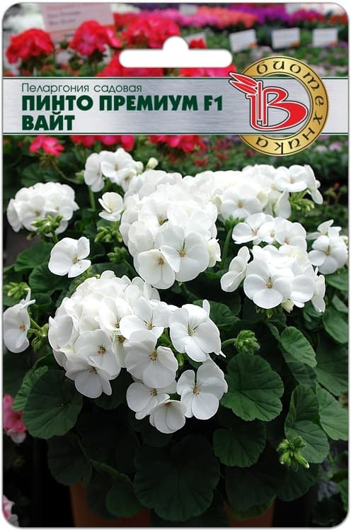 Фото – Пеларгония садовая Пинто Премиум F1 Вайт