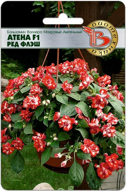 Фото – Бальзамин Валлера махровый ампельный Атена F1 Рэд Флэш