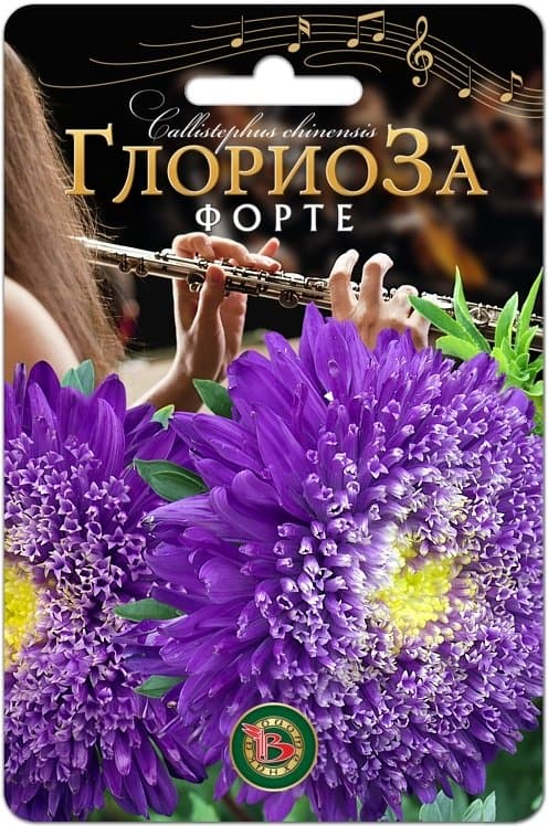 Фото – Астра китайская Глориоза Форте