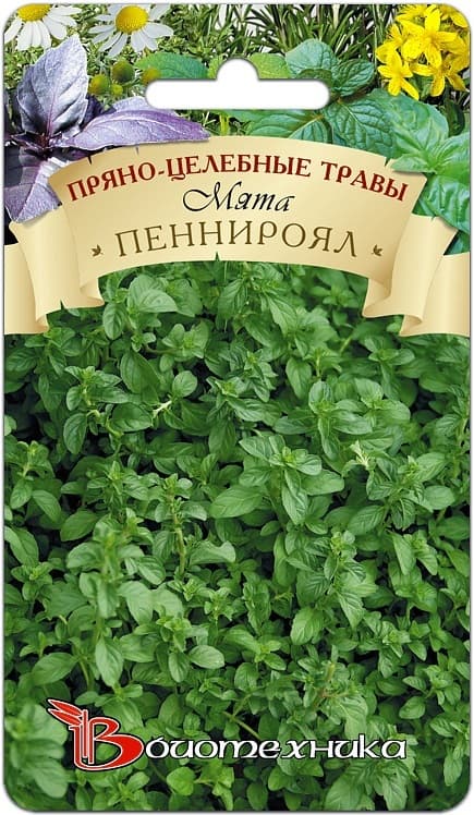 Фото – Мята Пеннироял