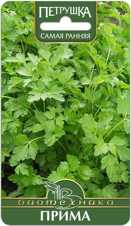 Фото – Петрушка листовая Прима