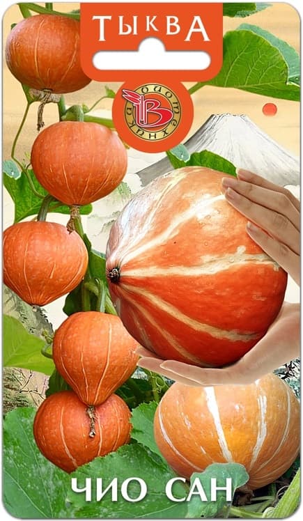 Фото – Тыква Чио Сан