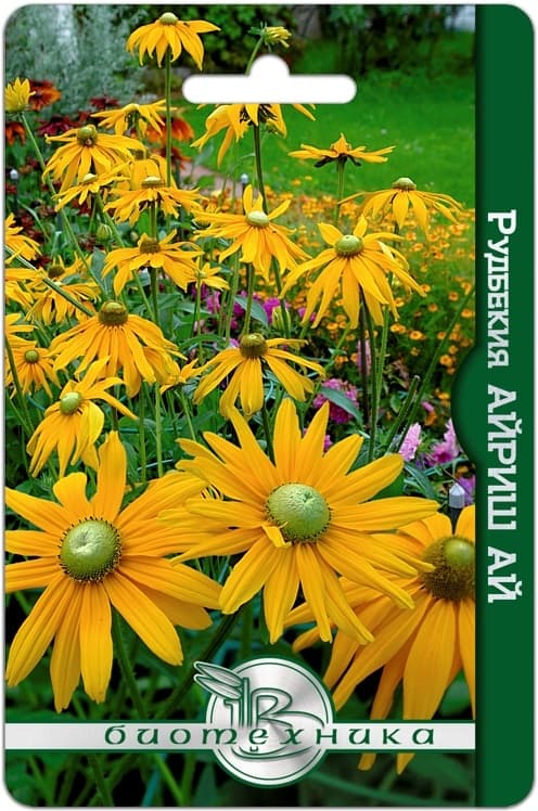 Фото – Рудбекия Айриш Ай