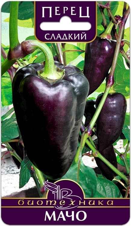Фото – Перец сладкий Мачо