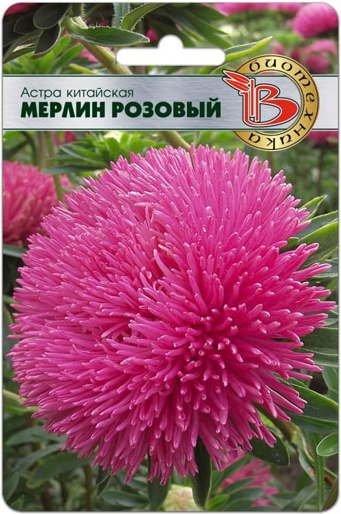 Фото – Астра китайская Мерлин Розовый