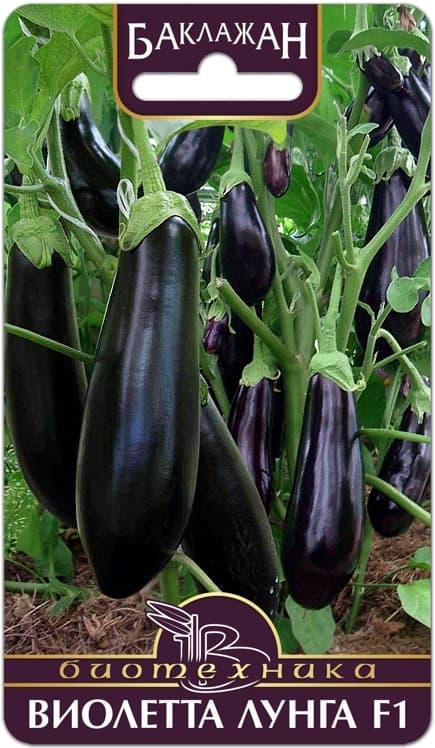 Фото – Баклажан Виолетта Лунга F1