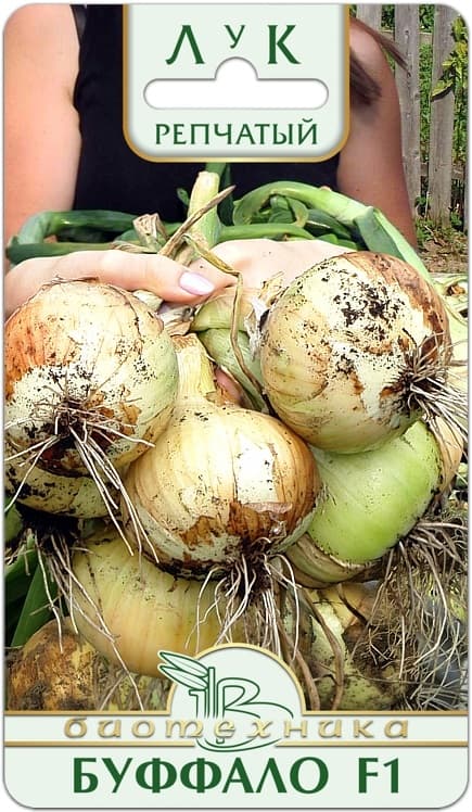 Фото – Лук репчатый Буффало F1