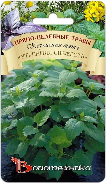Фото – Корейская мята Утренняя Свежесть