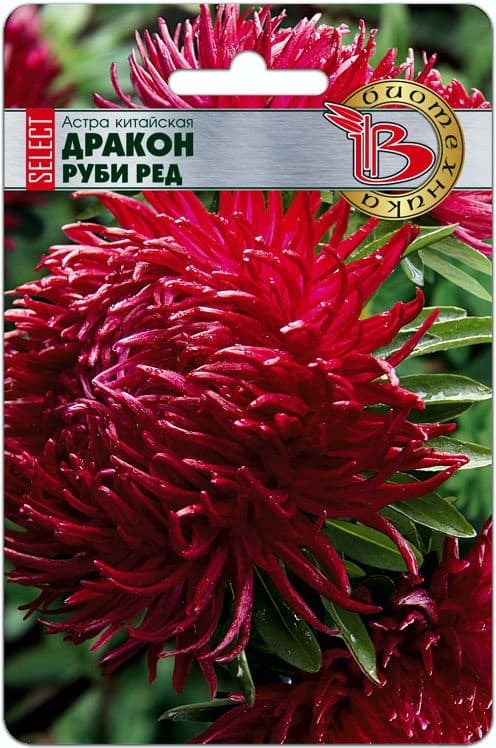 Фото – Астра китайская Дракон селект Руби Ред