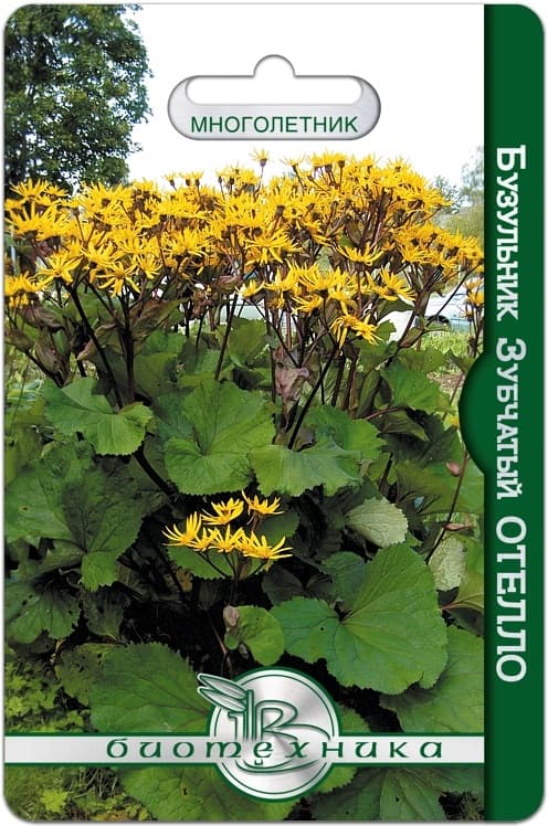 Фото – Бузульник зубчатый Отелло