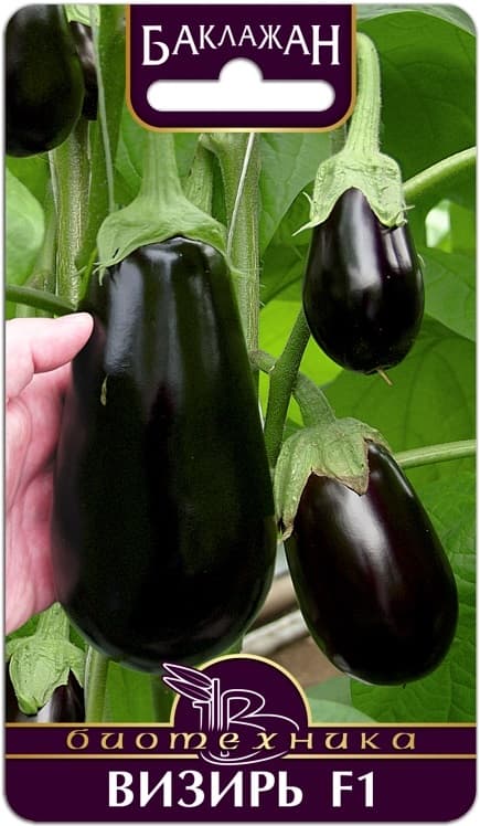 Фото – Баклажан Визирь F1