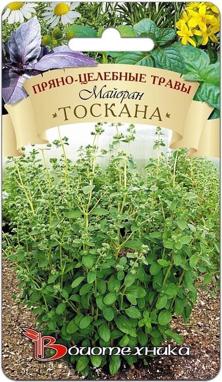 Фото – Майоран садовый Тоскана