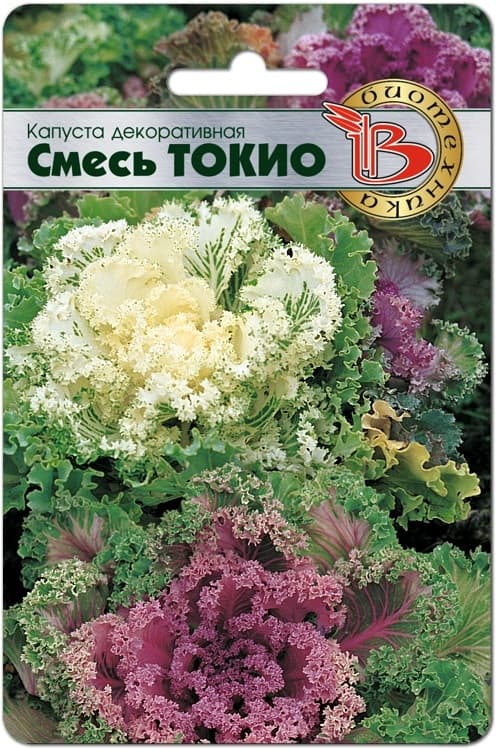 Фото – Капуста декоративная Токио