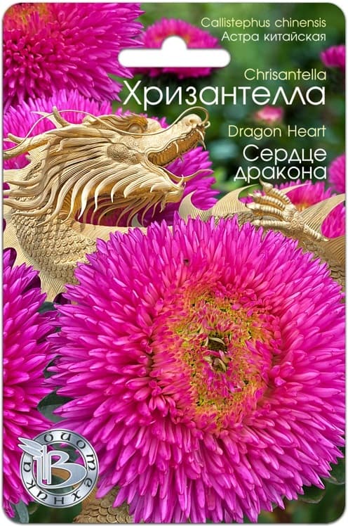 Фото – Астра китайская Хризантелла Сердце Дракона