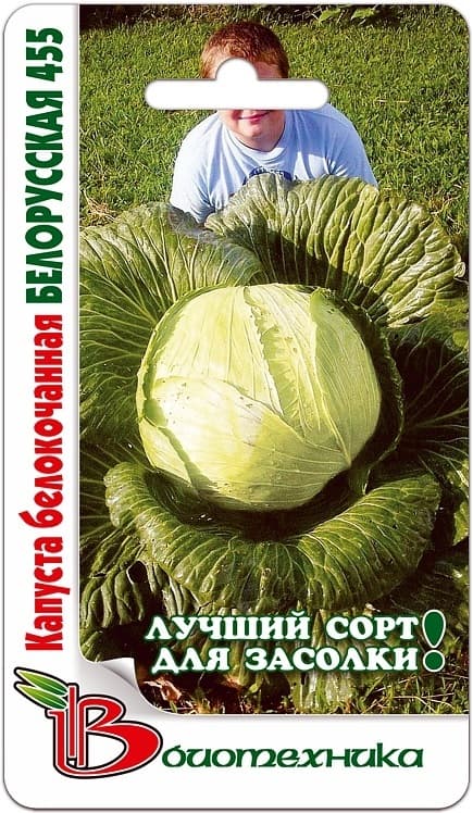 Фото – Капуста белокочанная Белорусская 455