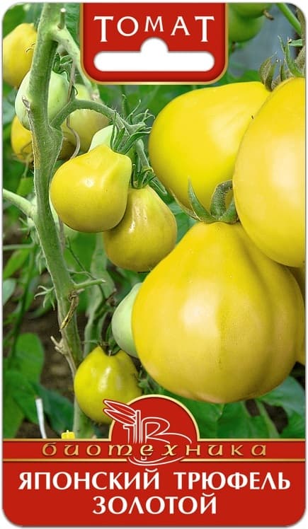 Фото – Томат Японский Трюфель Золотой
