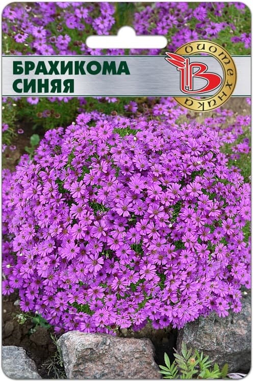 Фото – Брахикома Синяя