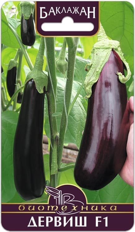 Фото – Баклажан Дервиш F1