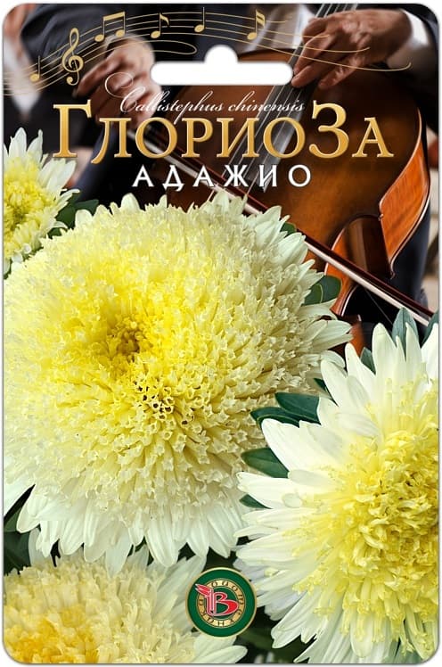 Фото – Астра китайская Глориоза Адажио