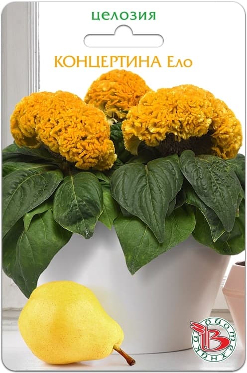 Фото – Целозия горшечная Концертина Ело