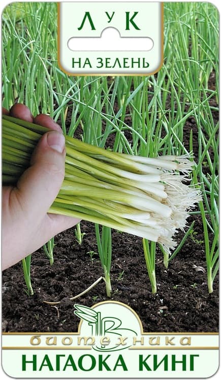 Фото – Лук на зелень Нагаока Кинг
