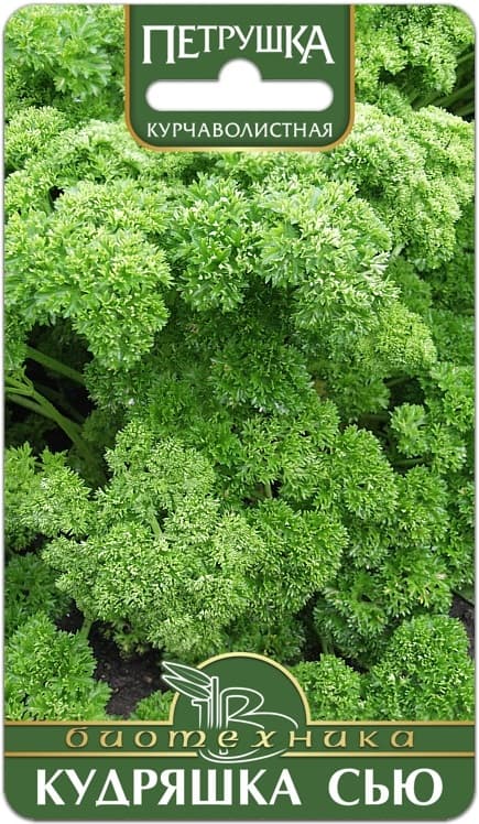 Фото – Петрушка курчаволистная Кудряшка Сью