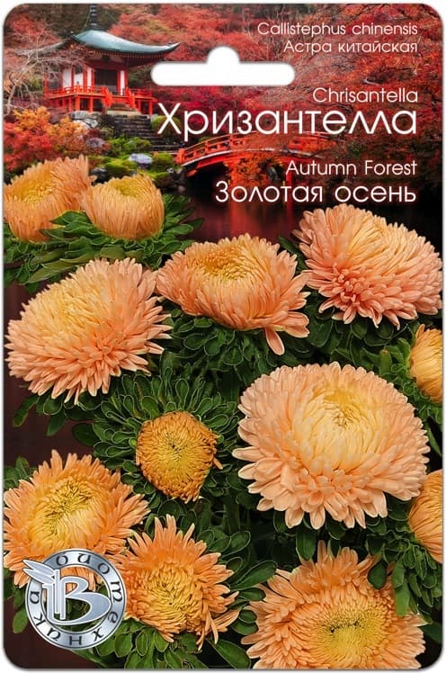 Фото – Астра китайская Хризантелла Золотая осень