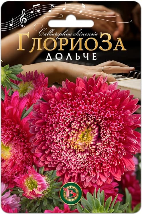 Фото – Астра китайская Глориоза Дольче