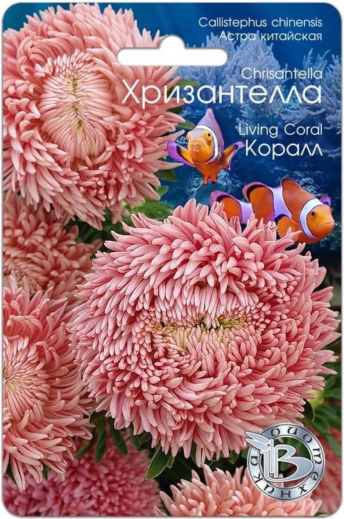 Фото – Астра китайская Хризантелла Коралл