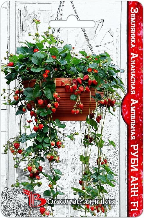 Фото – Земляника ананасная ампельная Руби Анн F1