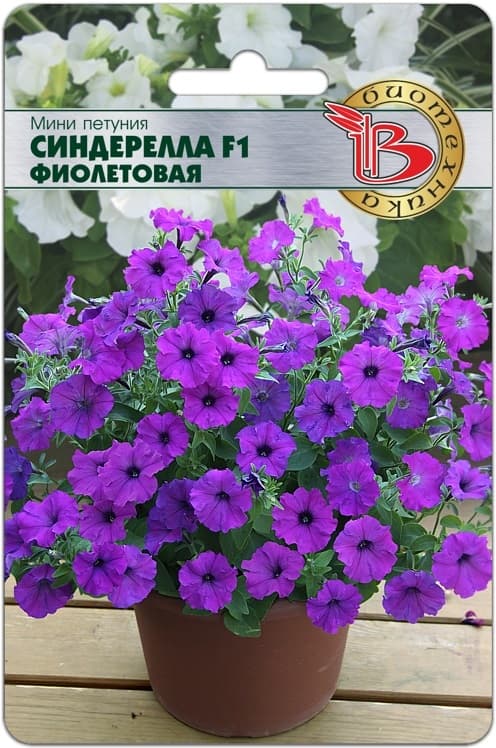 Фото – Мини Петуния мелкоцветковая Синдерелла F1 Фиолетовая