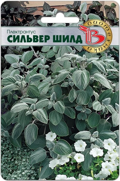 Фото – Плектрантус Сильвер Шилд