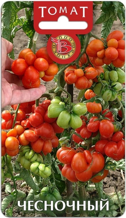 Фото – Томат Чесночный