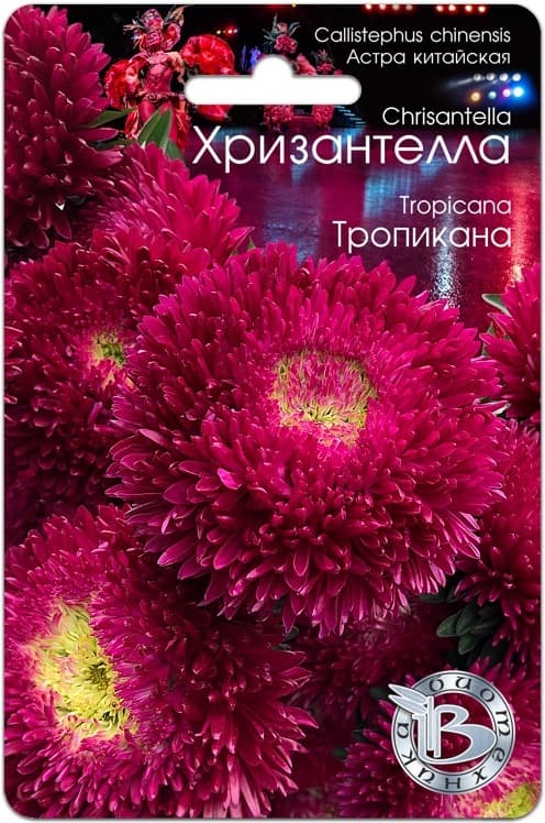 Фото – Астра китайская Хризантелла Тропикана