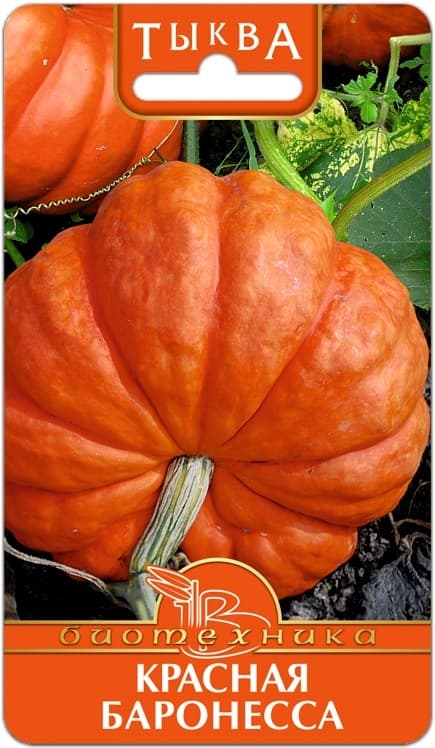Фото – Тыква Красная Баронесса