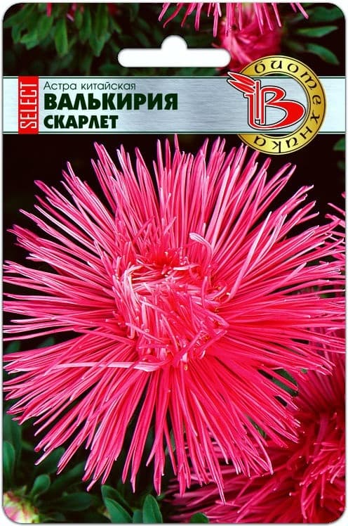 Фото – Астра китайская Валькирия селект Скарлет