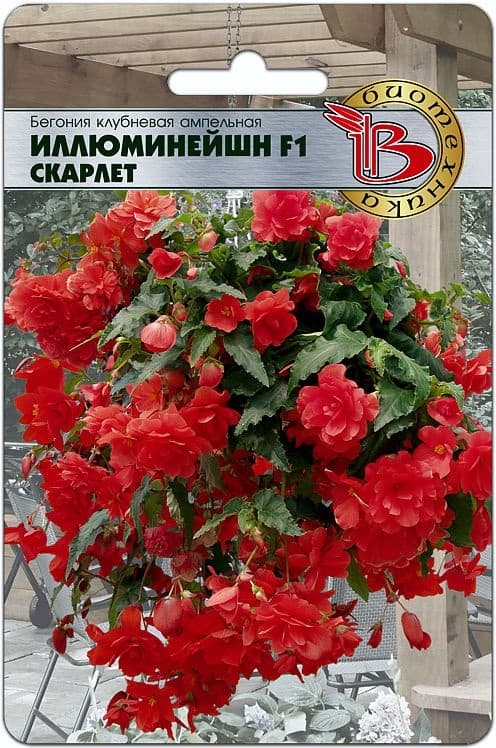 Фото – Бегония ампельная Иллюминейшн F1 Скарлет