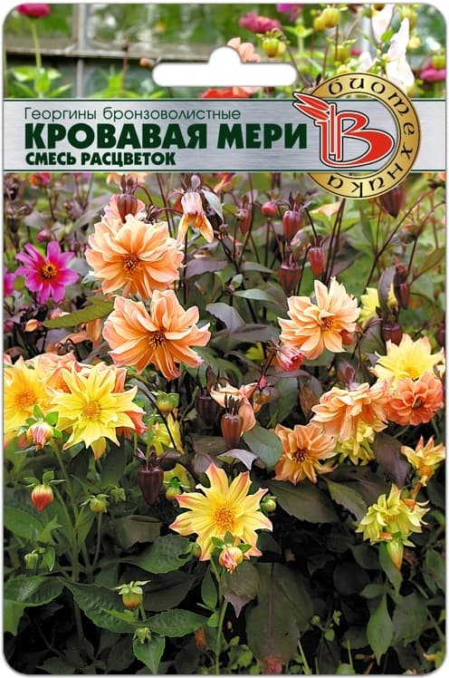 Фото – Георгины бронзоволистные Кровавая Мери ( смесь расцветок )
