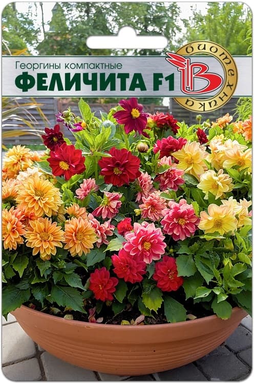 Фото – Георгины компактные Феличита F1