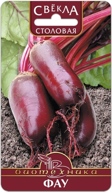 Фото – Свекла столовая Фау