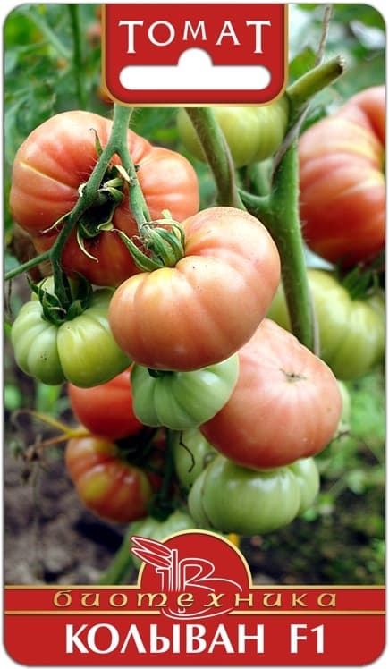Фото – Томат Колыван F1