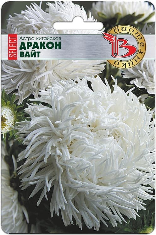 Фото – Астра китайская Дракон селект Вайт