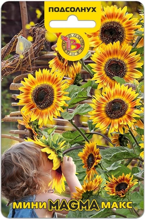 Фото – Подсолнух Мини-Макс F1 Магма
