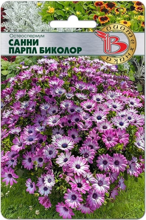 Фото – Остеоспермум Санни Парпл Биколор